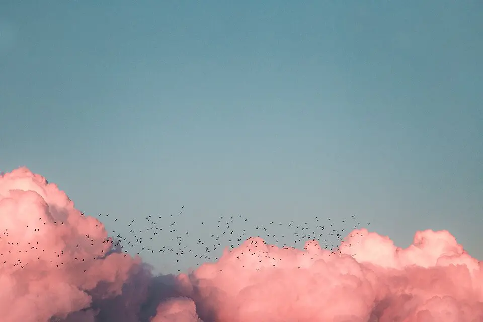 Pink clouds in the sky with birds flying past