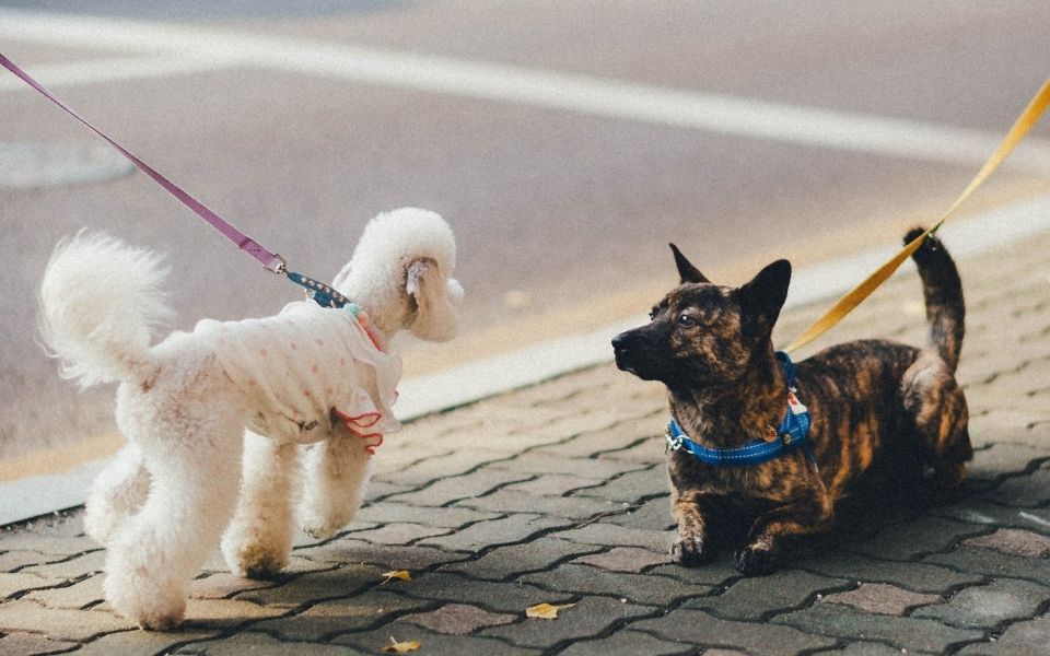 other dog owners