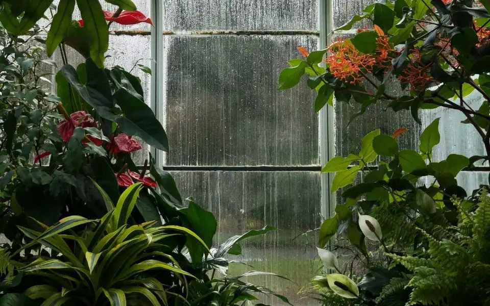 ambient rain
