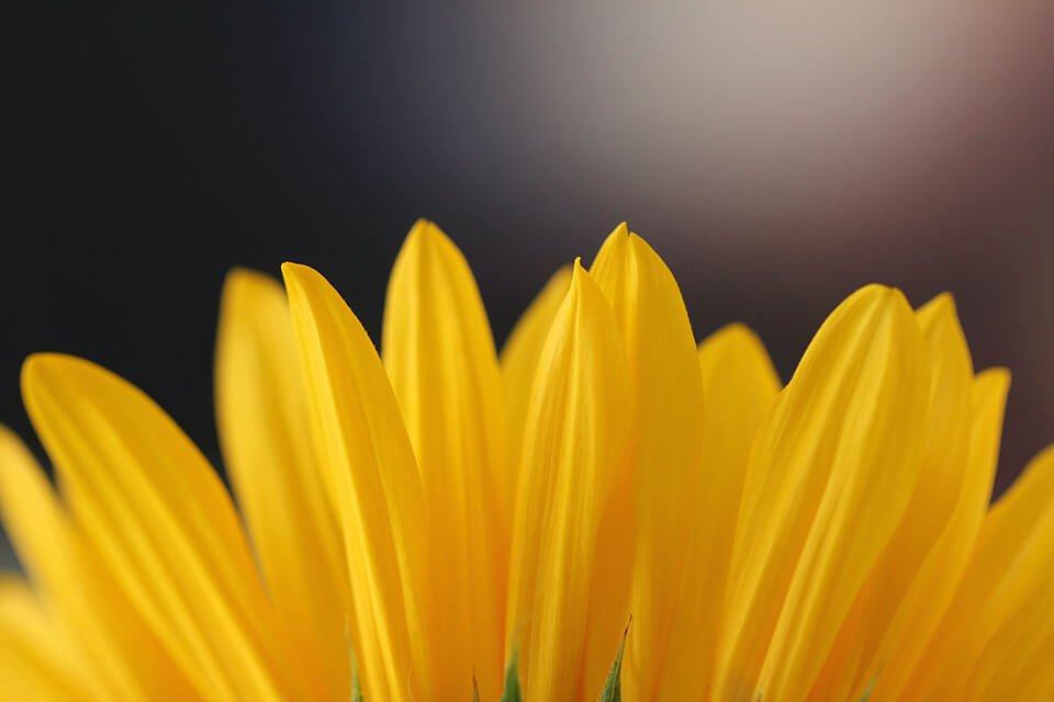 Top of yellow flower blossoming