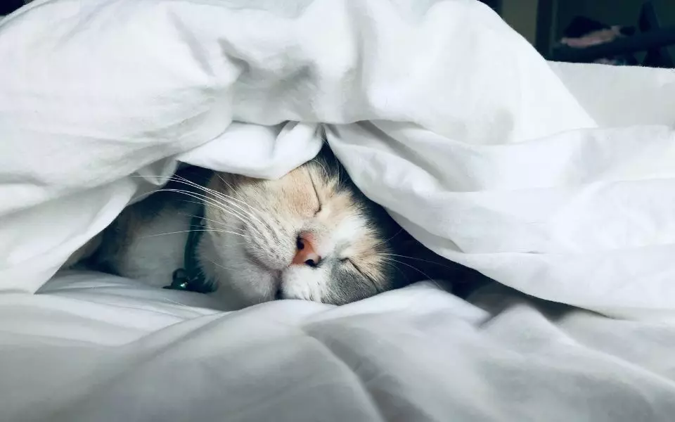 falling asleep