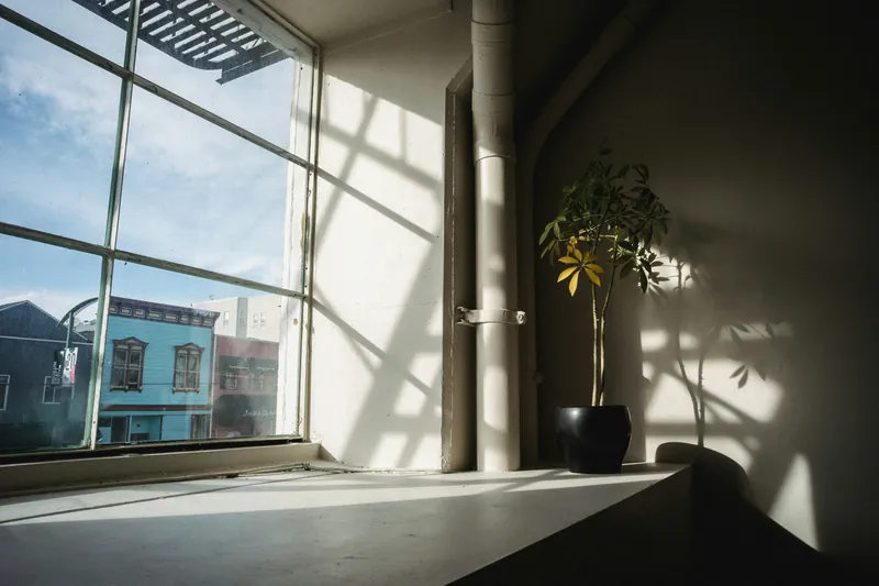Sunlight streaming through a large window onto a potted plant.
