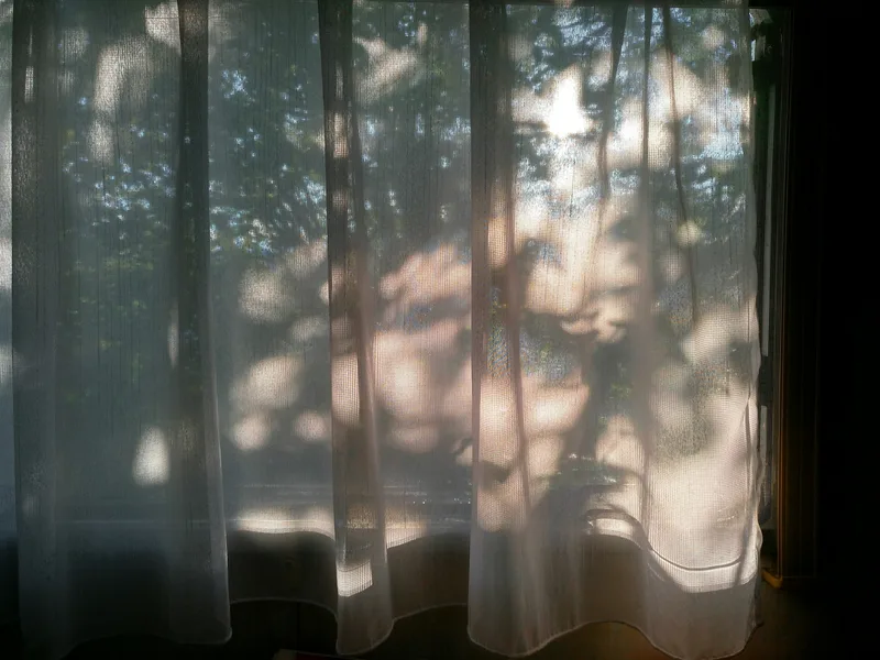 Soft daylight and leaf shadows falling through a sheer curtain