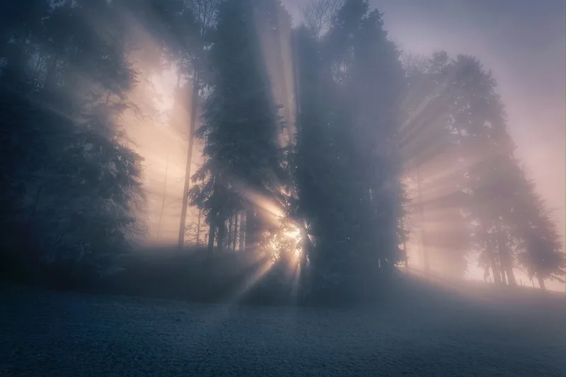 Sunlight breaking through fog in a forest, evoking mental clarity returning.
