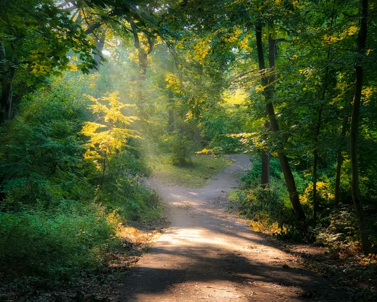 A sunlit path winding through green forest with dappled morning light