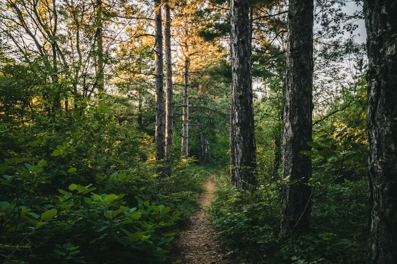An open dirt path leading into a quiet green forest