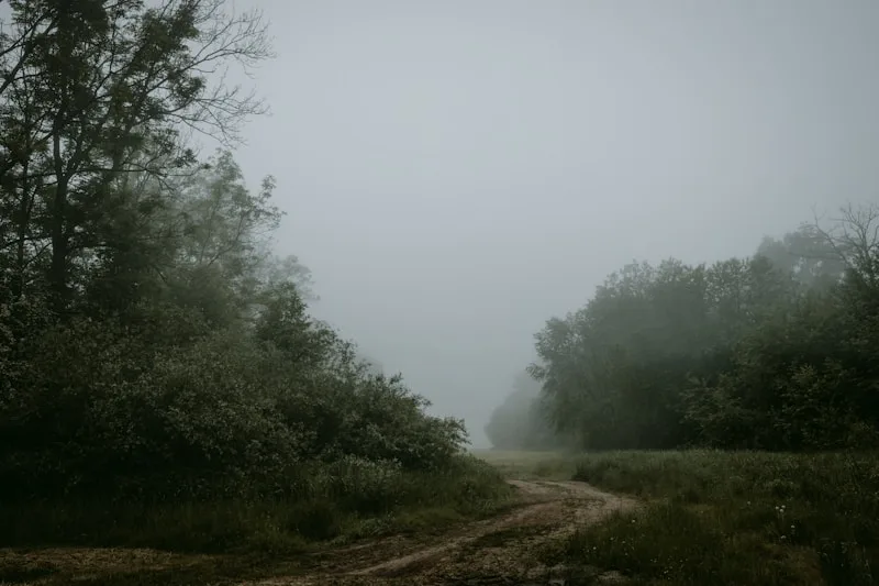 A quiet dirt path curving into soft morning mist.