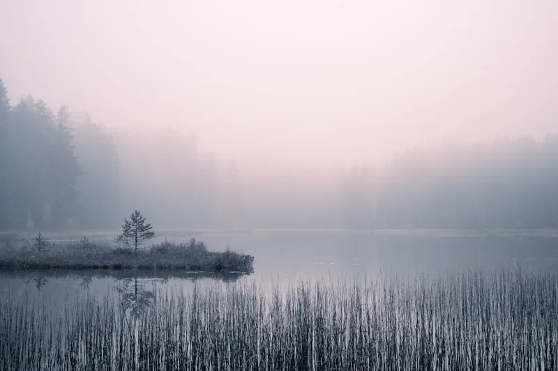 A still, fog-covered lake at dawn framed by tall grass.