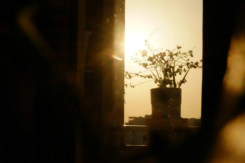 A small plant on a windowsill lit by warm golden light