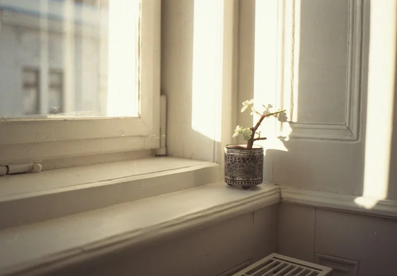 A calm, uncluttered window with soft daylight and a single plant.