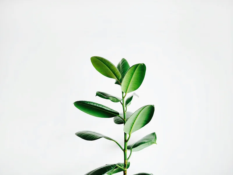 A single green plant against a soft, pale background