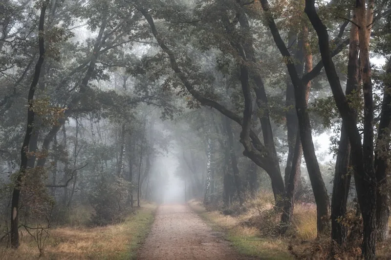 A dirt road running through a forest on a foggy morning