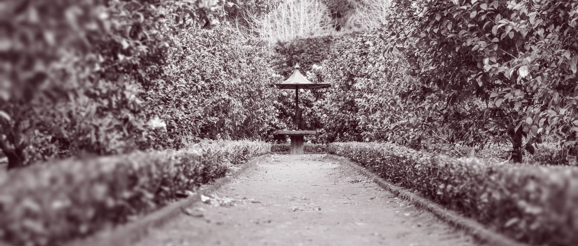 a black and white photo of a path in a park.