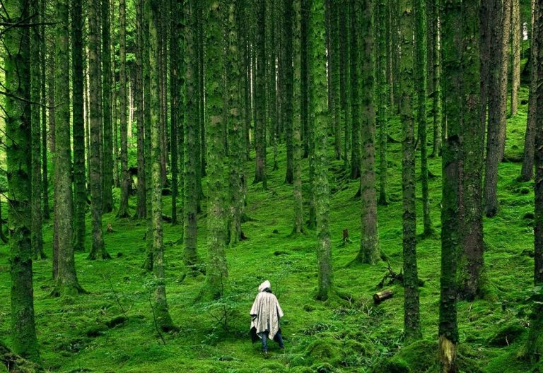 a person walking through a lush green forest.