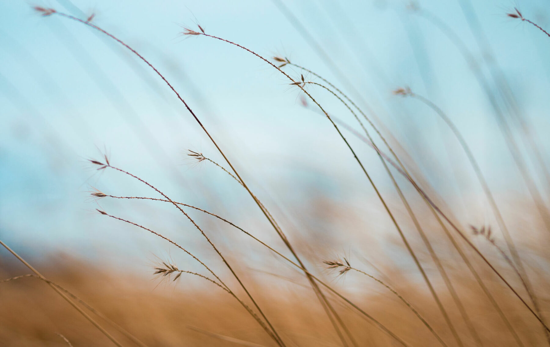 a close up of some tall grass with a blue sky in the background.