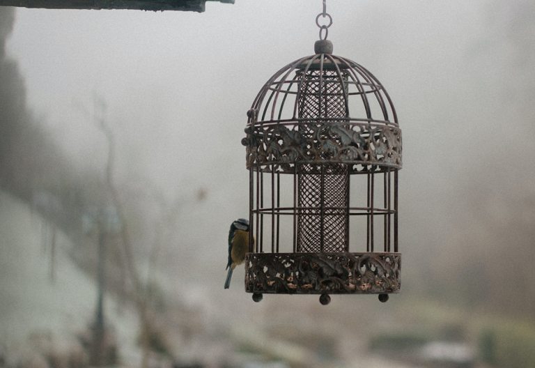 a bird in a cage hanging from a roof.