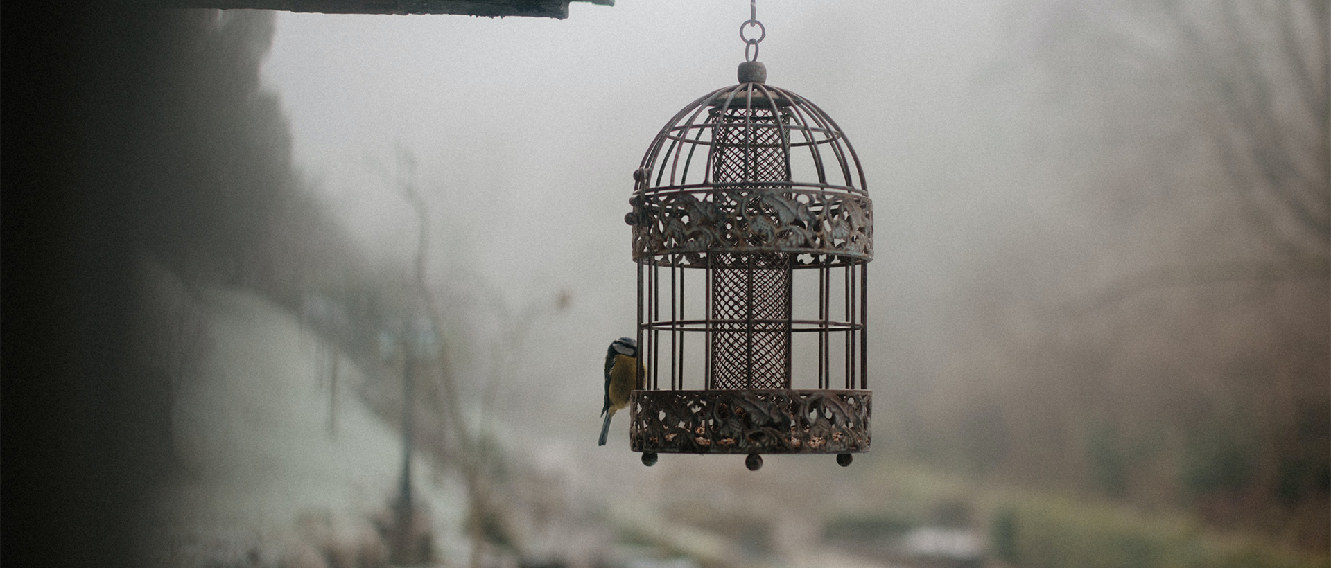 a bird in a cage hanging from a roof.