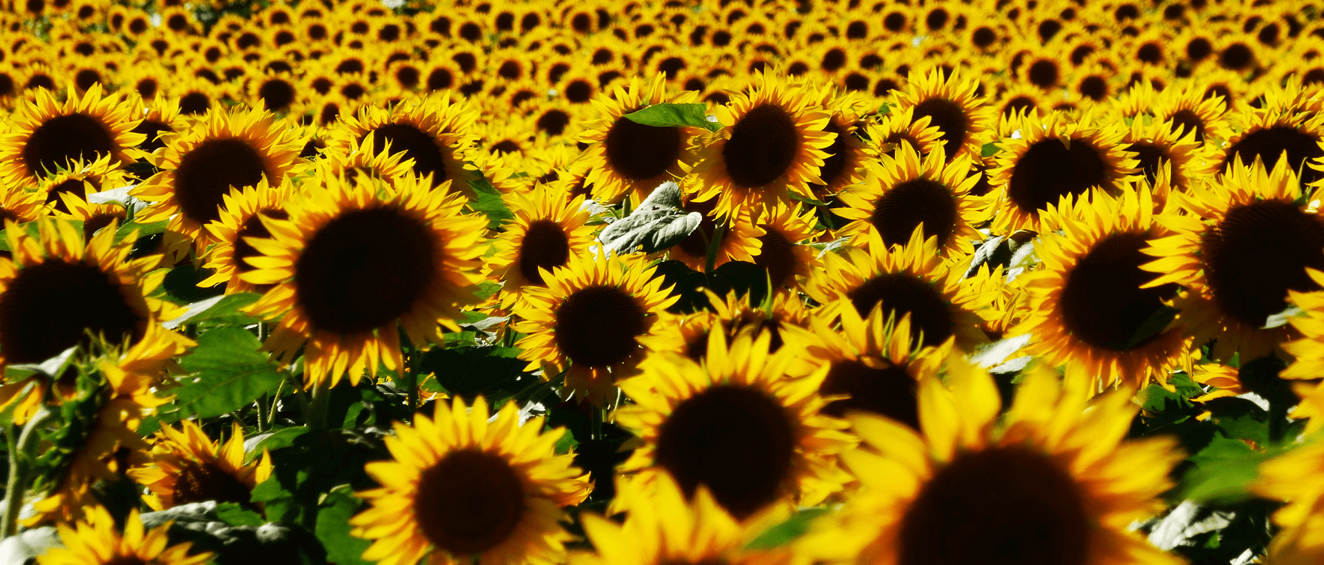 a large field of yellow sunflowers with green leaves.