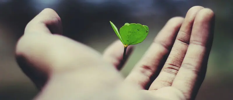 a person holding a green leaf in their hand.