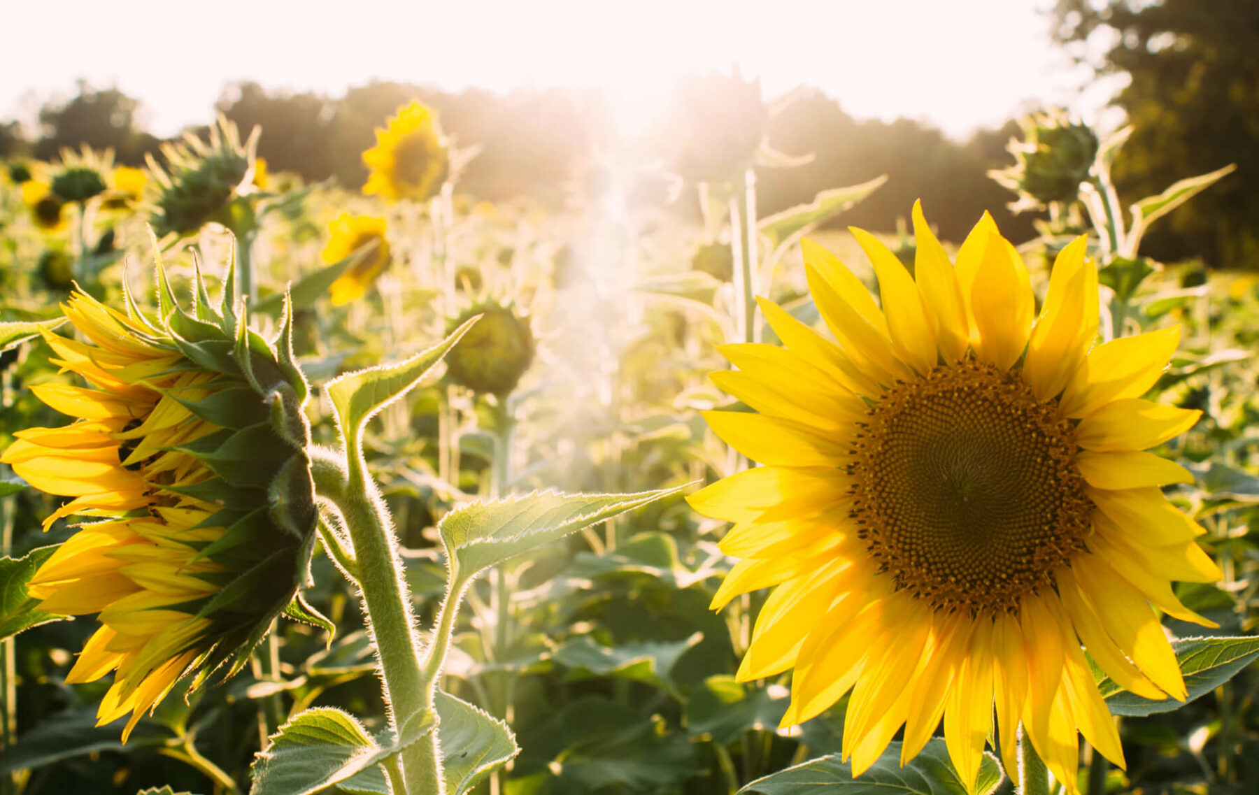 a large sunflower in a field of sunflowers.