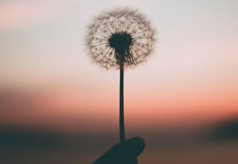 a person holding a dandelion in their hand.