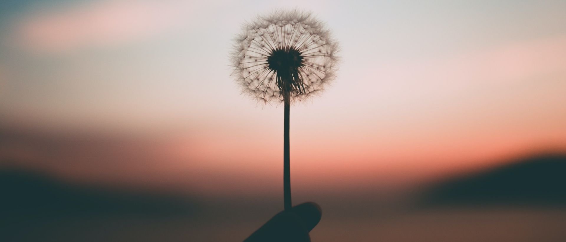 a person holding a dandelion in their hand.