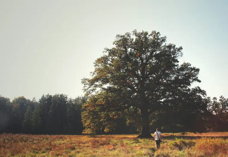 a man standing in a field next to a large tree.
