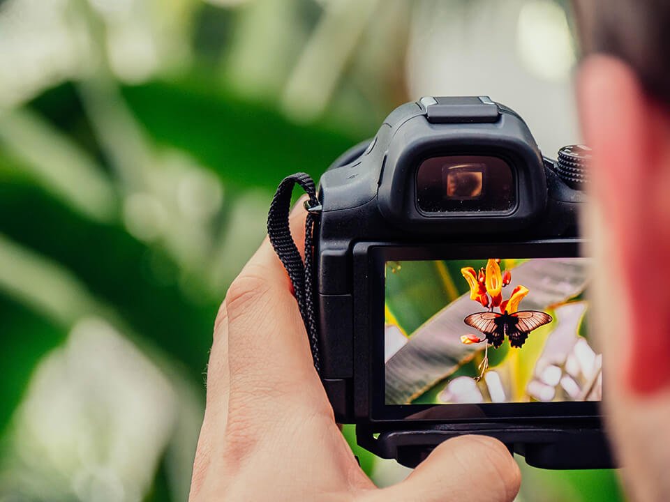Camera taking a photo of a butterfly