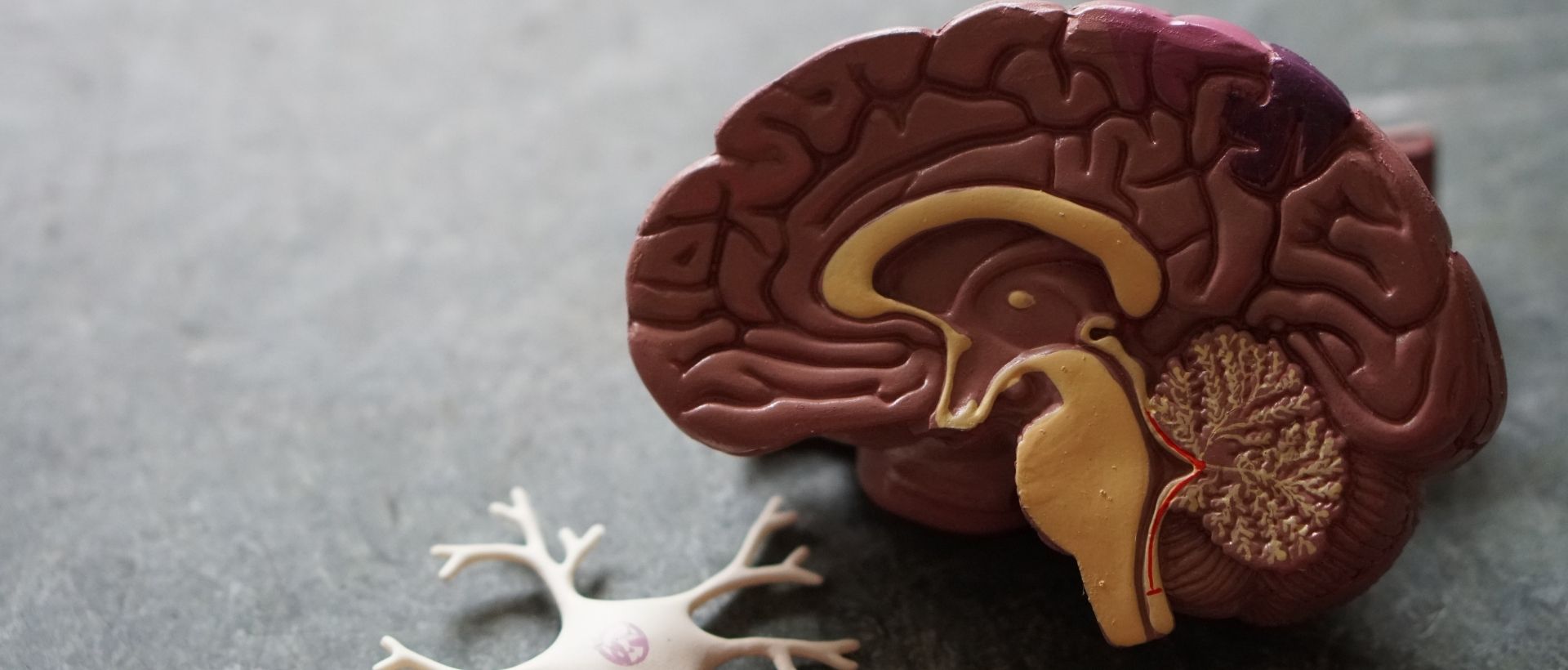 a model of a human brain next to a model of a human brain.