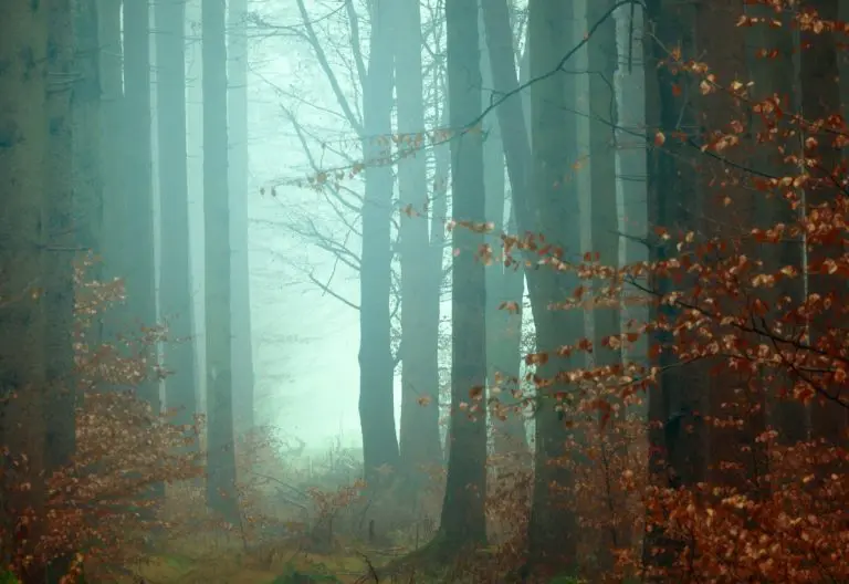 a foggy forest filled with lots of trees.