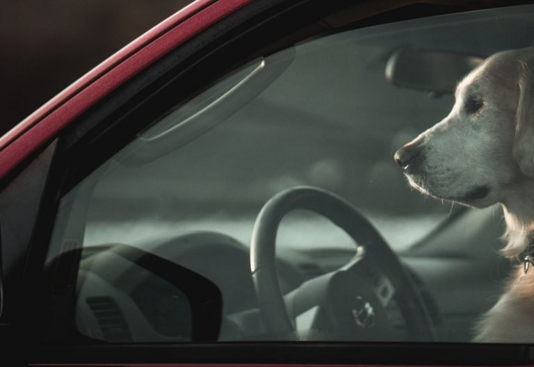 a dog sitting in the drivers seat of a car.