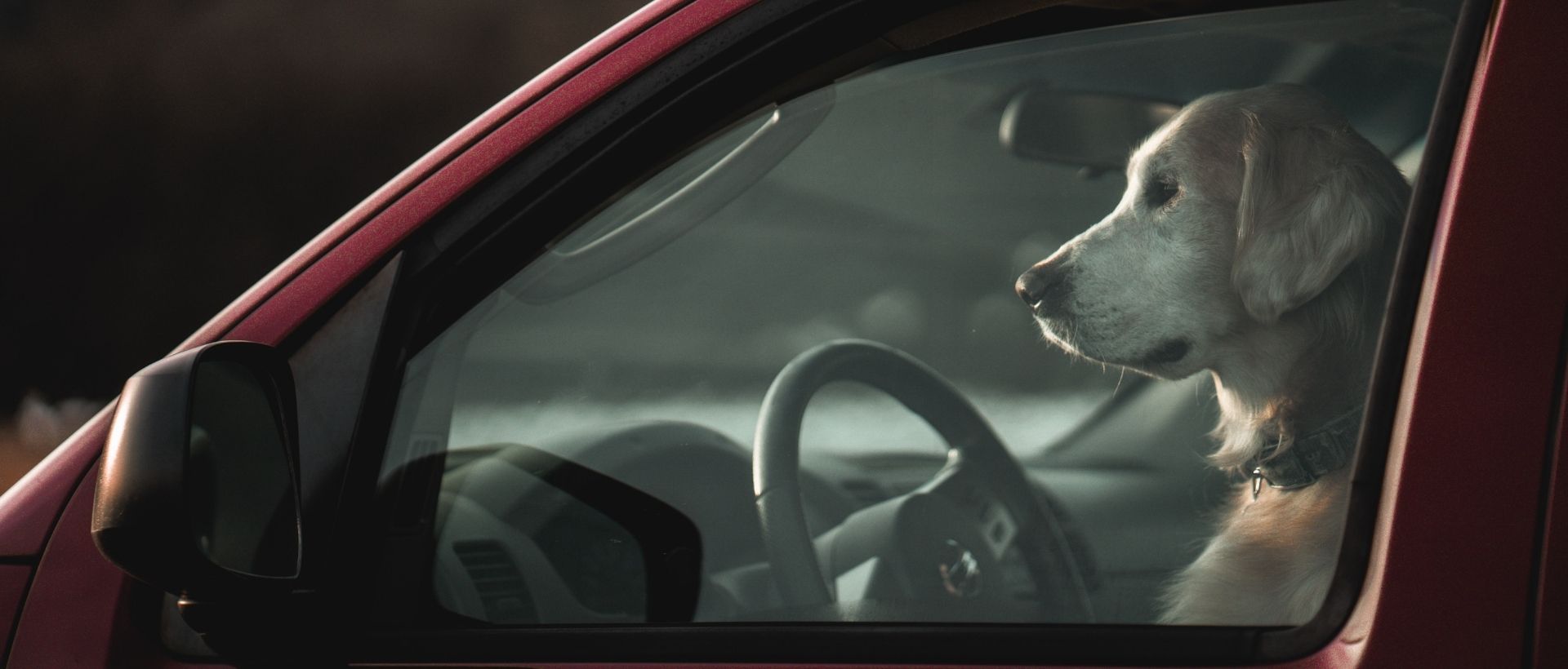 a dog sitting in the drivers seat of a car.