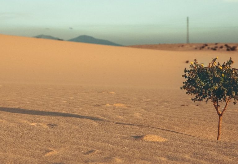 a lone tree in the middle of a desert.