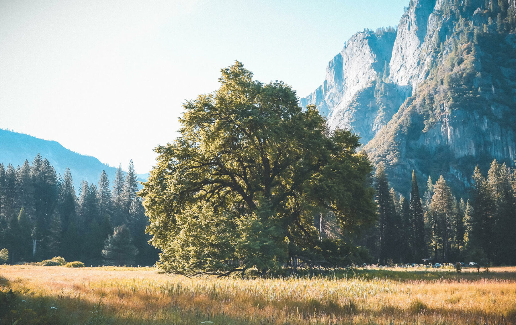 a large tree in a field with mountains in the background.