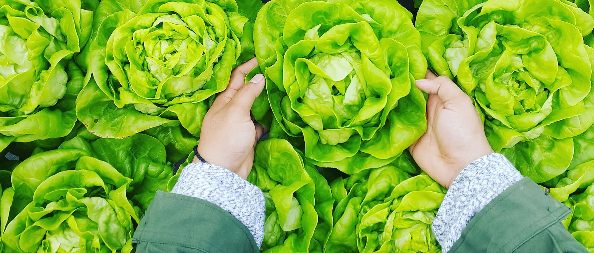 a person standing in a field of lettuce.