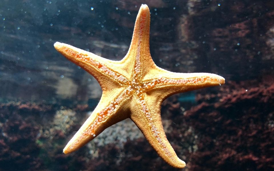 starfish position